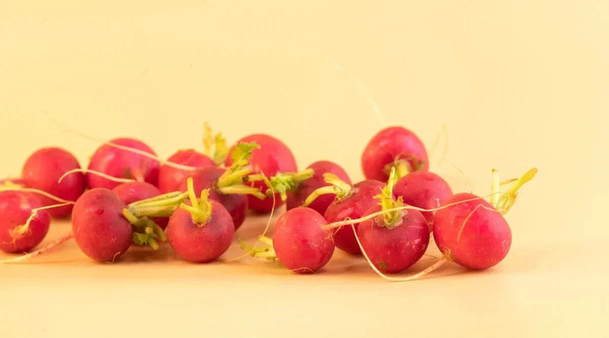 Lady Slipper Radish Seeds - 500+ Packets for Garden Planting, Raphanus sativus, Fast-Growing, Vibrant Pink & White Striped Radishes