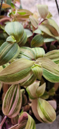 Variegated Baby Bunny Bellies Plant - 4" Basket - Wandering Jew Tradescantia Houseplant - Trailing Indoor Plant
