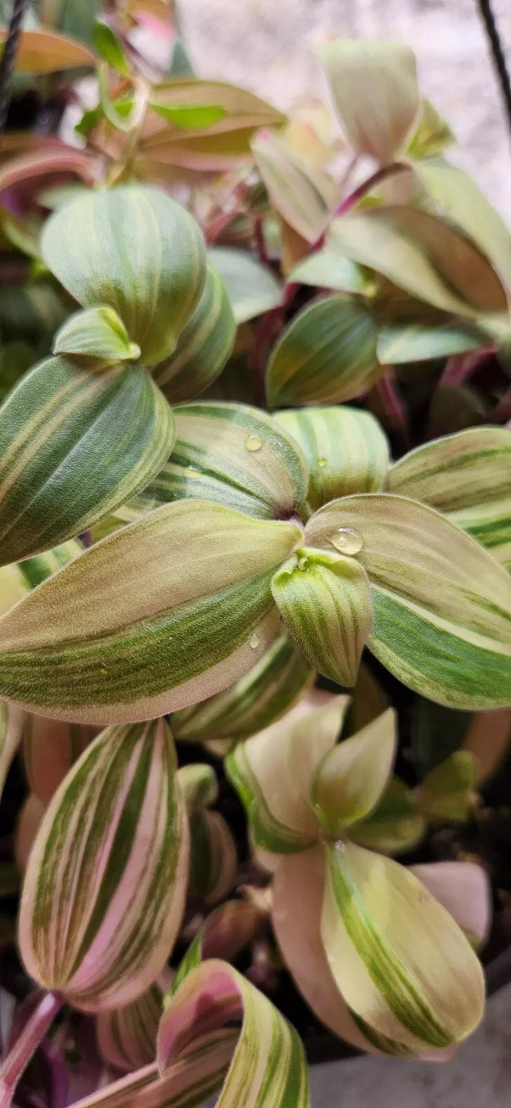 Variegated Baby Bunny Bellies Plant - 4" Basket - Wandering Jew Tradescantia Houseplant - Trailing Indoor Plant