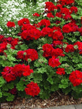 Ivy Geranium Cuttings 8 Pack Mountie Red for Rooting Pelargonium peltatum, Trailing, Hanging Basket, Indoor Plant