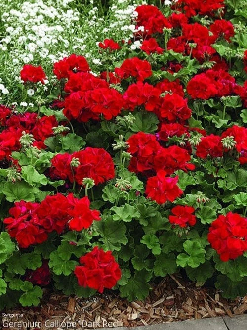 Ivy Geranium Cuttings 8 Pack Mountie Red for Rooting Pelargonium peltatum, Trailing, Hanging Basket, Indoor Plant