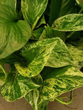 Marble Queen Pothos Vine Plant - Easy Care Indoor Houseplant - Variegated Epipremnum aureum for Low Light Spaces
