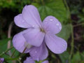Dame's Rocket Seeds - 1000+ Fragrant Clusters - Hesperis matronalis - Wildflower, Border, Pollinator Attractant