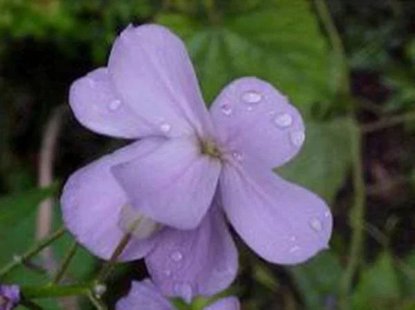 Dame's Rocket Seeds - 1000+ Fragrant Clusters - Hesperis matronalis - Wildflower, Border, Pollinator Attractant