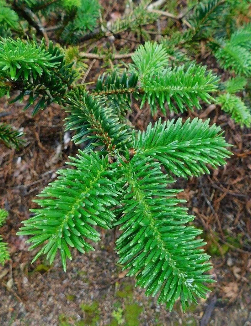 George Fir Tree Seeds - Abies forrestii georgei - Evergreen, Hardy, Fast-Growing Conifer Seeds for Garden Planting