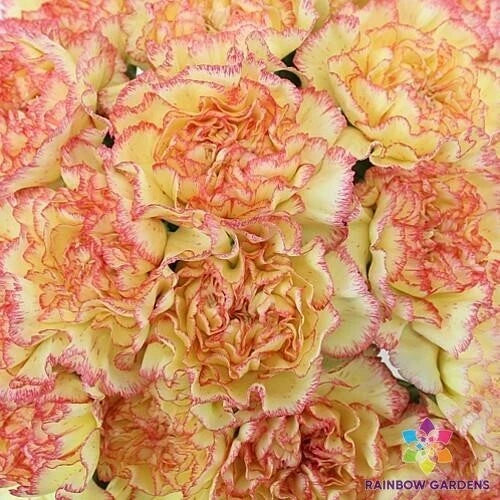 Yellow Pink Carnation Seeds - Dianthus caryophyllus - Garden Flower Seeds for Pots & Beds - Over 200 Seeds, Fragrant Blooms