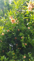 Ornamental Pomegranate Cuttings - 10 Peach Colored Punica granatum Garden Plants for Landscaping and Containers