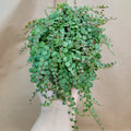 Peperomia Prostrata String of Turtles 4" Potted Succulent Houseplant, Rare Indoor Plant, Turtle Shell Foliage