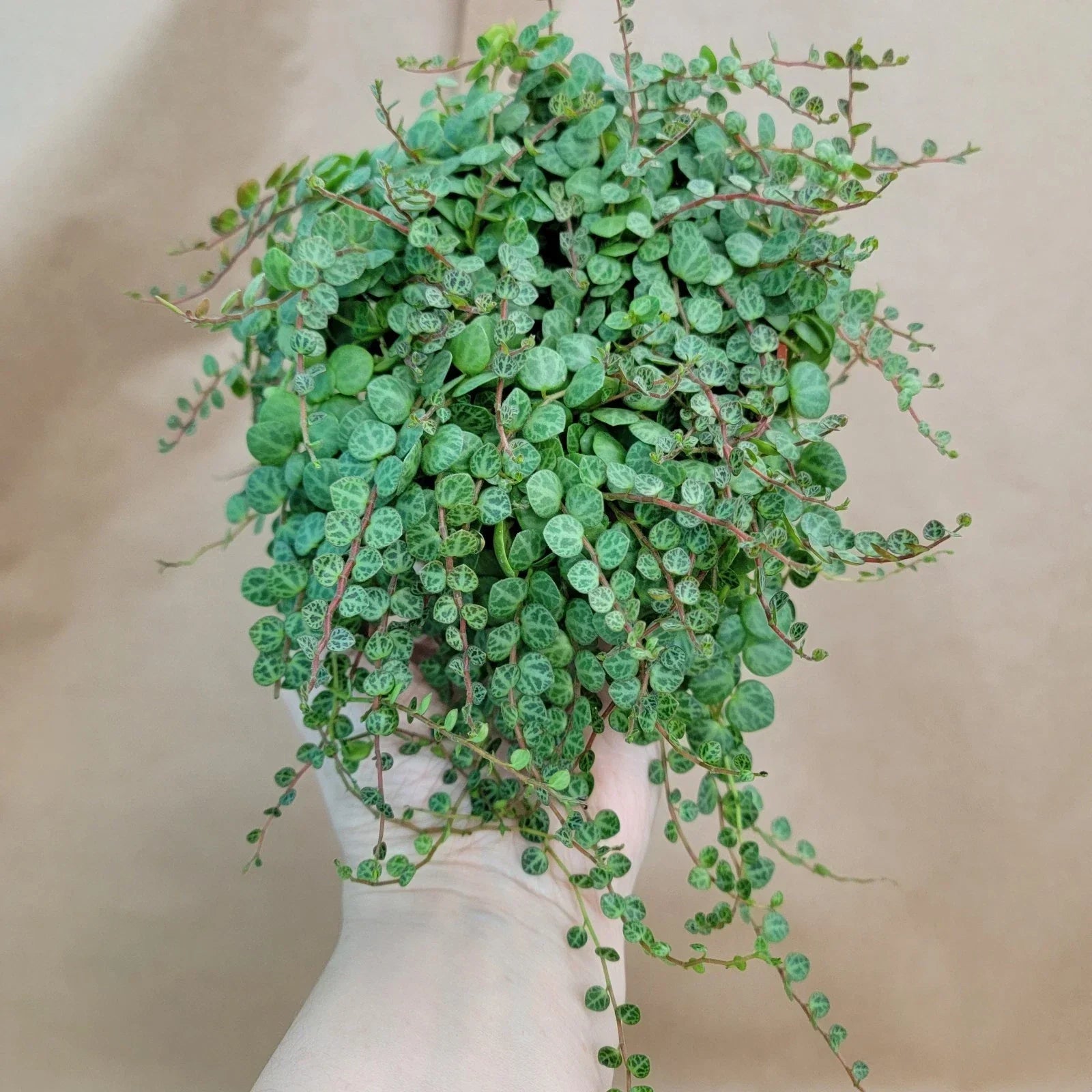 Peperomia Prostrata String of Turtles 4" Potted Succulent Houseplant, Rare Indoor Plant, Turtle Shell Foliage