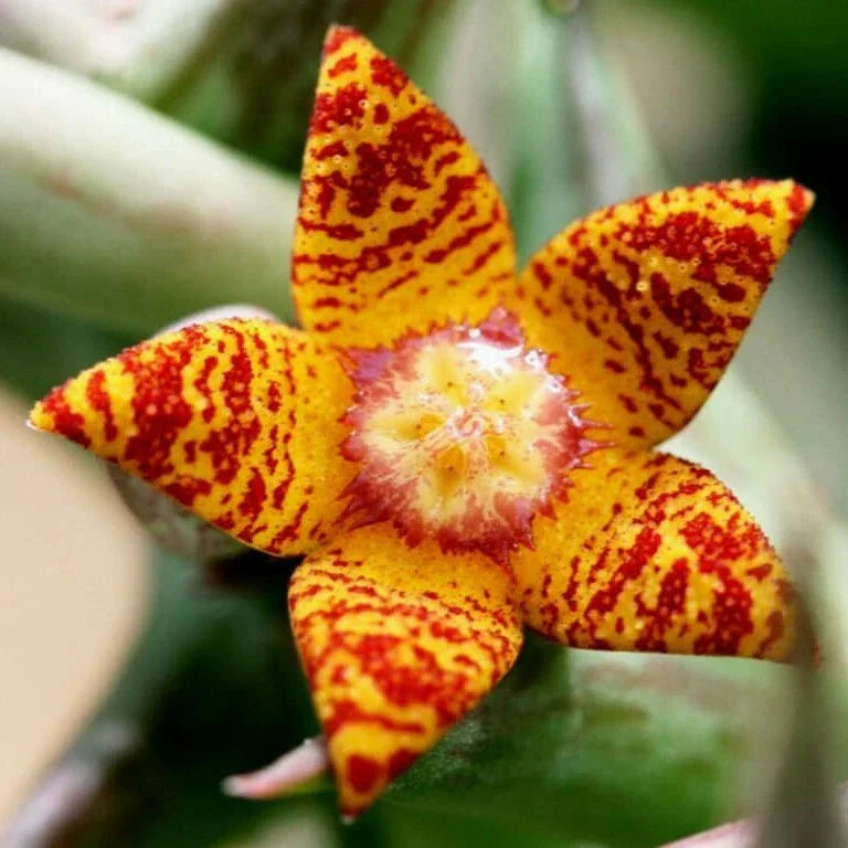 Orbea Schweinfurthii Succulent in 3.5" Pot - Orange Carrion Flower - Drought-Resistant Indoor Plant