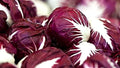Red Verona Radicchio Seeds – Non-GMO Chicory Seeds for Planting, Cichorium intybus, Compact Annual, Gourmet Salad Vegetable
