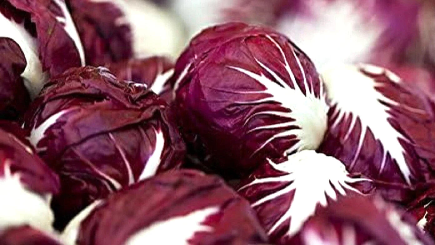 Red Verona Radicchio Seeds – Non-GMO Chicory Seeds for Planting, Cichorium intybus, Compact Annual, Gourmet Salad Vegetable