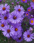 New England Aster Seeds - Purple Perennial Heirloom - Non-GMO - Symphyotrichum novae-angliae - 1,000 Seeds