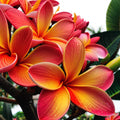 Plumeria Seeds - Bright Orange Pink Flowers - Tropical Hawaiian Perennial - Plumeria spp.