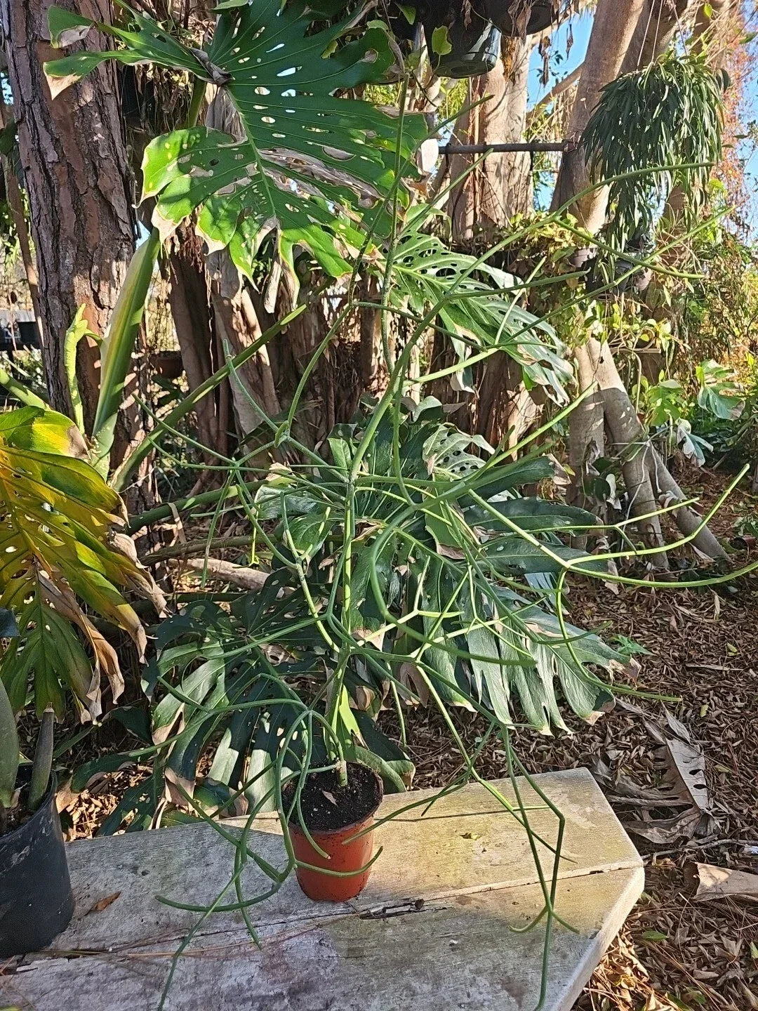 XXL Euphorbia tirucalli Pencil Cactus Indoor Outdoor Succulent Plant 38" Tall African Milkbush