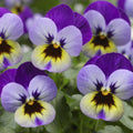 Viola Seeds 50 Pack Violet Blue Scented Viola Deltini Flower Seeds for Garden, Borders, Containers