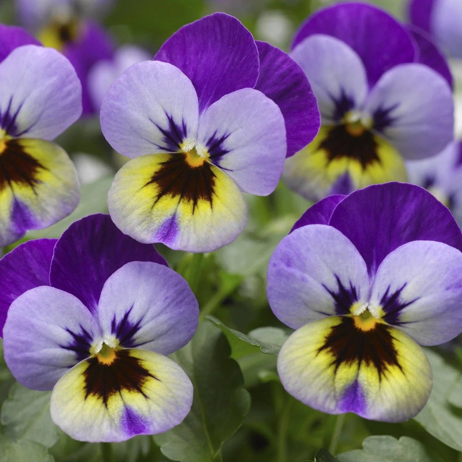 Viola Seeds 50 Pack Violet Blue Scented Viola Deltini Flower Seeds for Garden, Borders, Containers