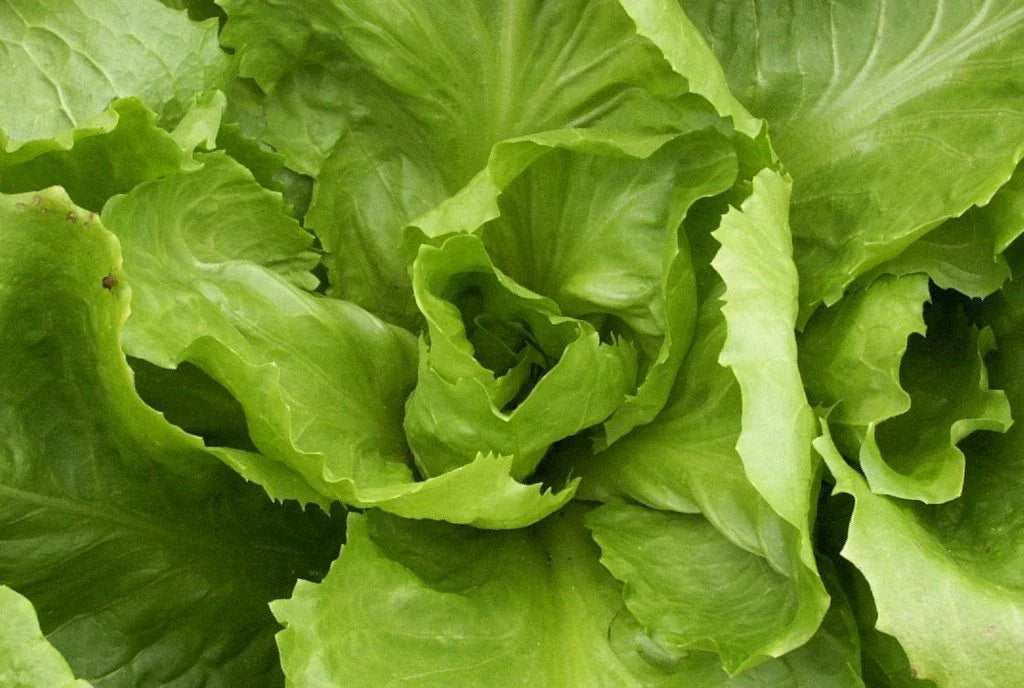 Endive Seeds - Batavian Full Heart Variety for Gardening, Cichorium endivia, Crisp Tender Leaves, Salad & Cooking