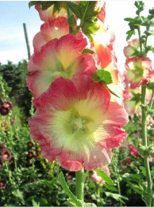 Hollyhock Seeds - Perennial Flower Pack - Yellow Pink Alcea rosea - Garden, Border, Pollinator Attracting