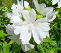 White Musk Mallow Seeds - Malva Moschata Alba - Easy to Grow Flowering Plant - 102 Seeds Pack
