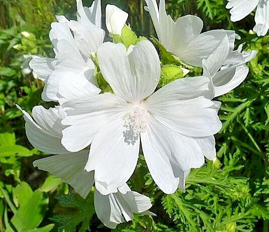 White Musk Mallow Seeds - Malva Moschata Alba - Easy to Grow Flowering Plant - 102 Seeds Pack