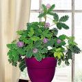 Dwarf Sensitive Plant Seeds Mimosa pudica Tropical Indoor Houseplant Flower Tree Seeds for Gardening