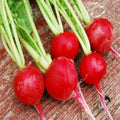 Crunchy Royale Radish Seeds - Raphanus sativus, Fresh Vegetable Seeds for Garden Planting, Fast-Growing, Non-GMO, Indoor & Outdoor Gardening