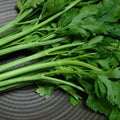 200 Conquistador Celery Seeds - Heirloom Non-GMO Organic Vegetable Seeds - Apium graveolens
