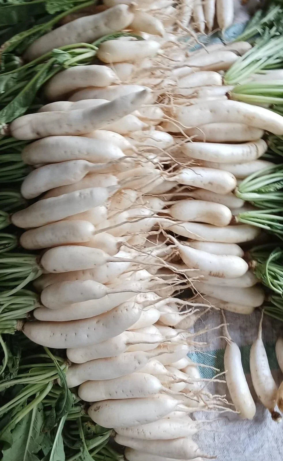 Japanese White Icicle Radish Seeds - Non-GMO, Raphanus sativus, 100+ Seeds for Home Garden, Fast-Growing, Crisp, Versatile, Heirloom