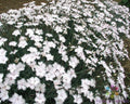 Dianthus Greystone Carnation Seeds - 200+ Fragrant Flower Seeds for Garden, Borders, Containers, USA Grown