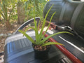Aloe Vera Plant 15" Rooted Succulent Organic USA Grown Aloe Barbadensis Indoor Outdoor