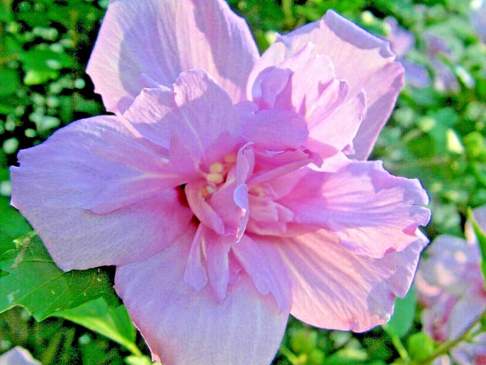 Rose of Sharon Cuttings 20 Pack - Hibiscus Syriacus Flowering Bush for Garden, Easy to Root, Pollinator Attracting, Drought Tolerant