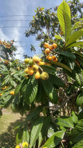 Live Japanese Plum Tree Plants 4-8 Inches Edible Fruit Leaves for Tea Prunus salicina