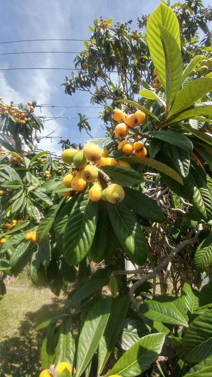 Live Japanese Plum Tree Plants 4-8 Inches Edible Fruit Leaves for Tea Prunus salicina