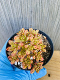 Dwarf Aeonium Plant - Rooted Succulent in 4-Inch Pot - Aeonium sedifolium for Indoor & Outdoor Gardens