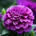 Purple India Marigold Seeds - Tagetes erecta, 25+ Pack, Easy to Grow, Non-GMO, Vibrant Purple Blooms for Garden, Borders & Containers