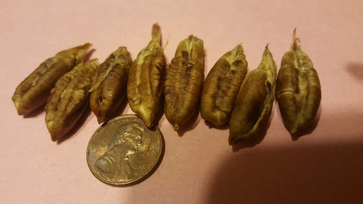 Honey Sweet Date Fruit Seeds - Phoenix dactylifera - Organic Planting Seeds for Home Gardening