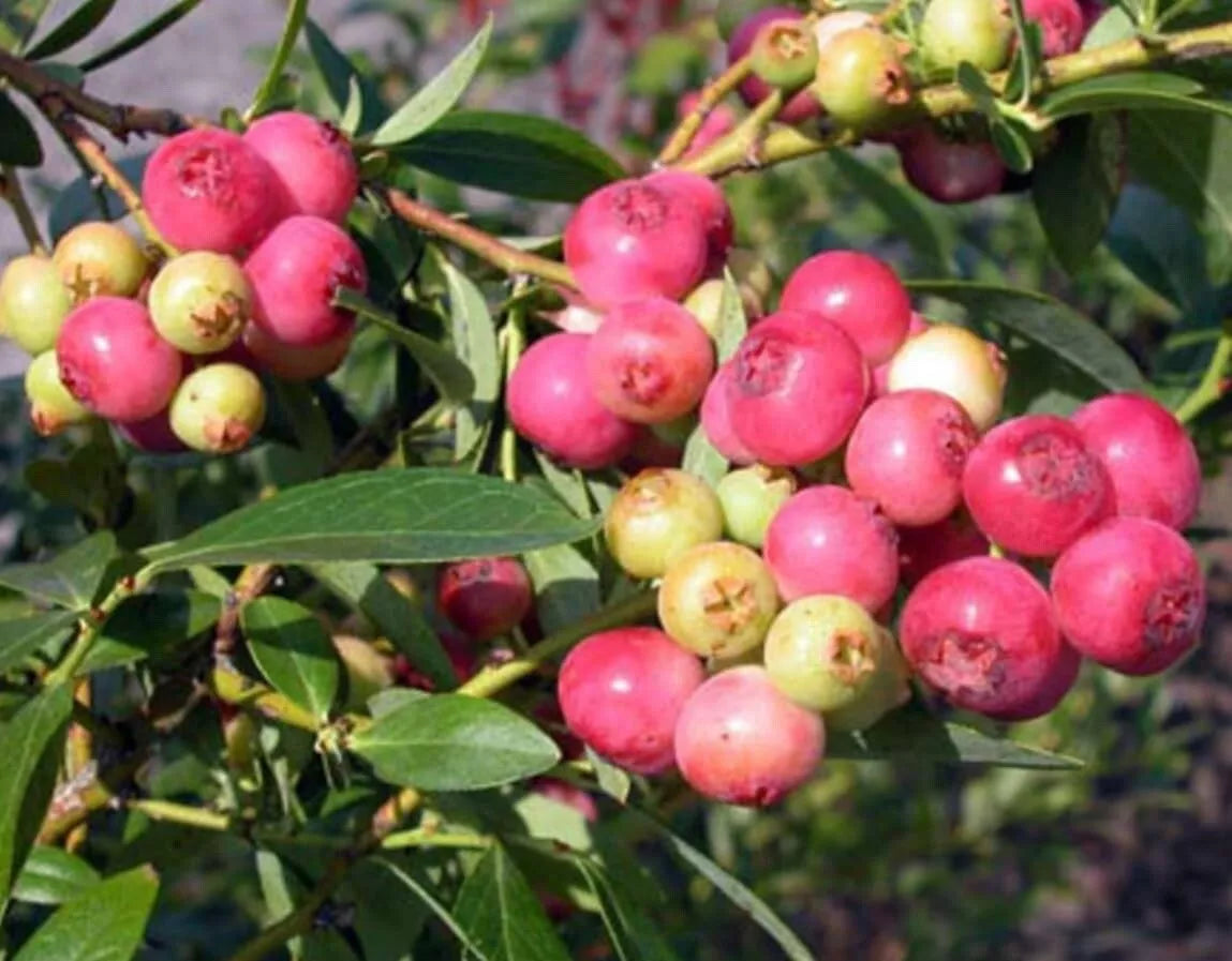 Pink Lemonade Blueberry Bush Seedling - 1 Gallon Vaccinium corymbosum Pink Lemonade Variety, Compact, Fruit-Bearing Plant