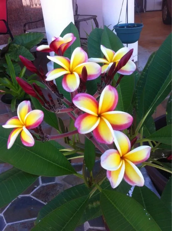 Plumeria Seeds - 5 Pack - Yellow, White, Purple Flowers - Perennial Frangipani Seeds - Tropical Garden Plant