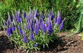 Veronica 'Purple' Speedwell Bare Root Perennial Plant - Vibrant Purple Flowers, Child Safe, Grown in USA