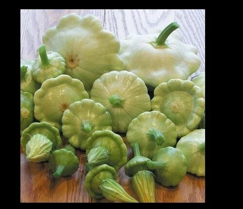 Bennings Green Tint Summer Squash Seeds – Patty Pan Cucurbita pepo, Prolific Scalloped Edible Vegetable, Full Sun, Easy to Grow