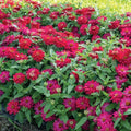 Zahara Double Cherry Zinnia Seeds - 100+ Pack, Bright Red Flowers, Annual, Zinnia elegans, Garden Seeds for Borders & Containers