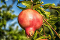 Pomegranate Seeds Pack of 20 - Organic Punica granatum Fruit Seeds for Home Gardening