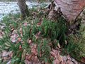 Northern Club Moss Vine - 1 Foot Wild Harvested Lycopodium sitchense Alaska Grown Natural Plant Decor