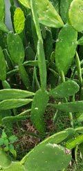 Cactus Pads Opuntia Ficus-Indica Edible Succulent for Reptiles & Culinary Use, Fresh Nopal Pads
