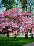 Cherokee Brave Dogwood Tree Live Bare Root Plant 16+ Inches Reddish-Pink Blooms Cornus florida 'Comco No. 1'