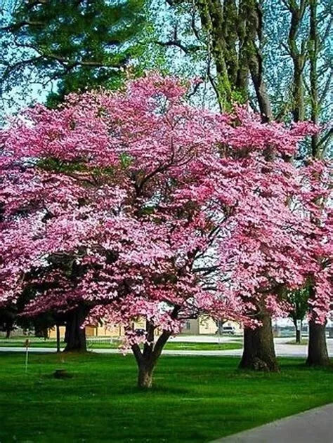 Cherokee Brave Dogwood Tree Live Bare Root Plant 16+ Inches Reddish-Pink Blooms Cornus florida 'Comco No. 1'