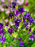 Purple Haze Columbine Seeds - Non-GMO Aquilegia caerulea Perennial for Hummingbirds & Butterflies, 200 Seeds