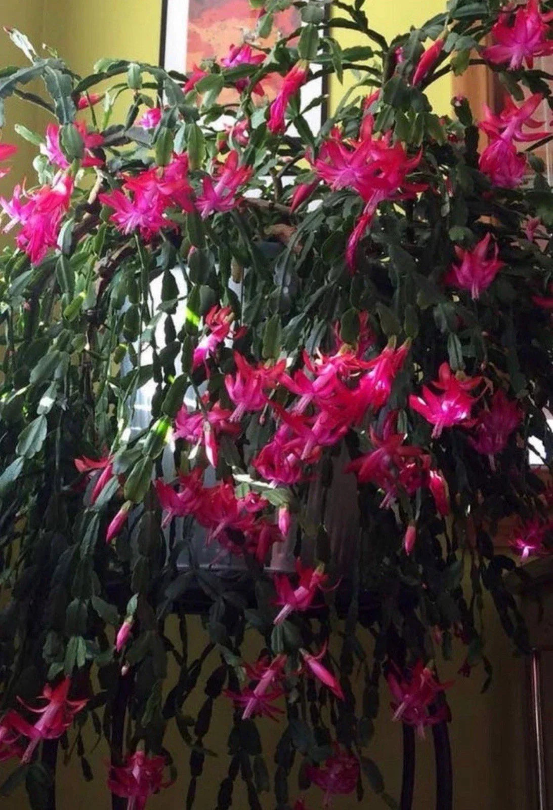 Christmas Cactus Starter Plant - Old Fashioned Pink Schlumbergera truncata, Indoor, Easy Care, Holiday Gift