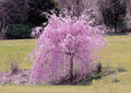 Weeping Purple Cherry Tree Seeds - Prunus subhirtella 'Pendula' - Ornamental Flowering Tree Seeds - 5 Pack